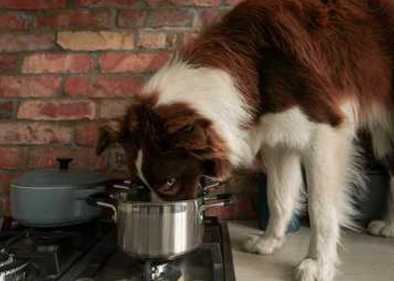 recepti za pse za domaću pripremu kvalitetne hrane